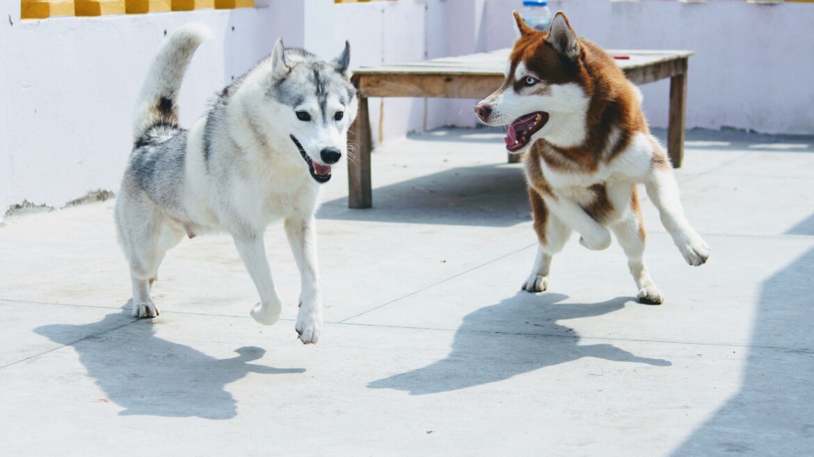 10 Positive Points of Owning a Siberian Husky in India