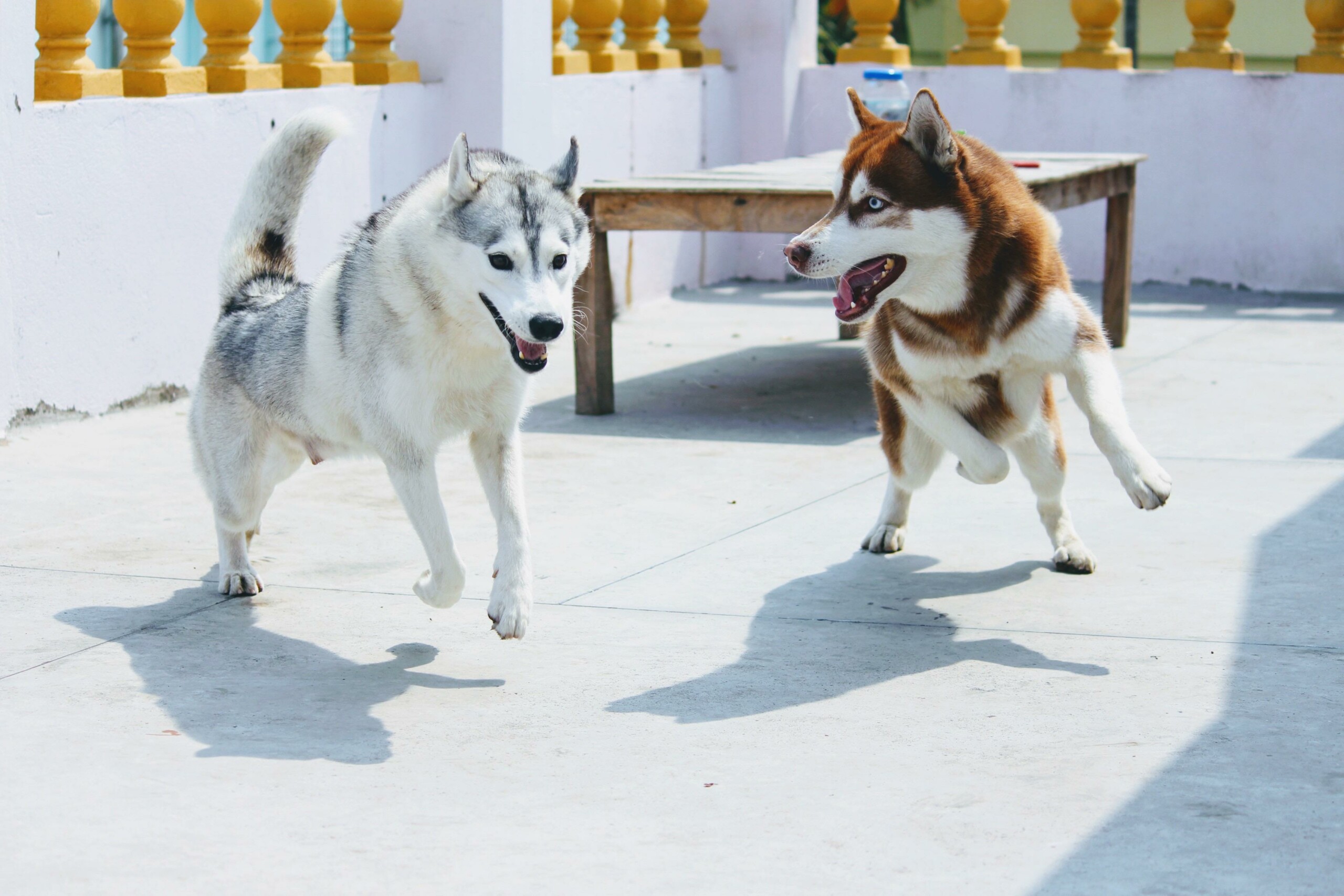 10 Positive Points of Owning a Siberian Husky in India – Wagging Wolves ...