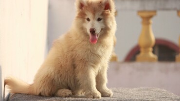 Everything You Need to Know Before Buying a Siberian Husky in India – Guide from a Top Kolkata Breeder