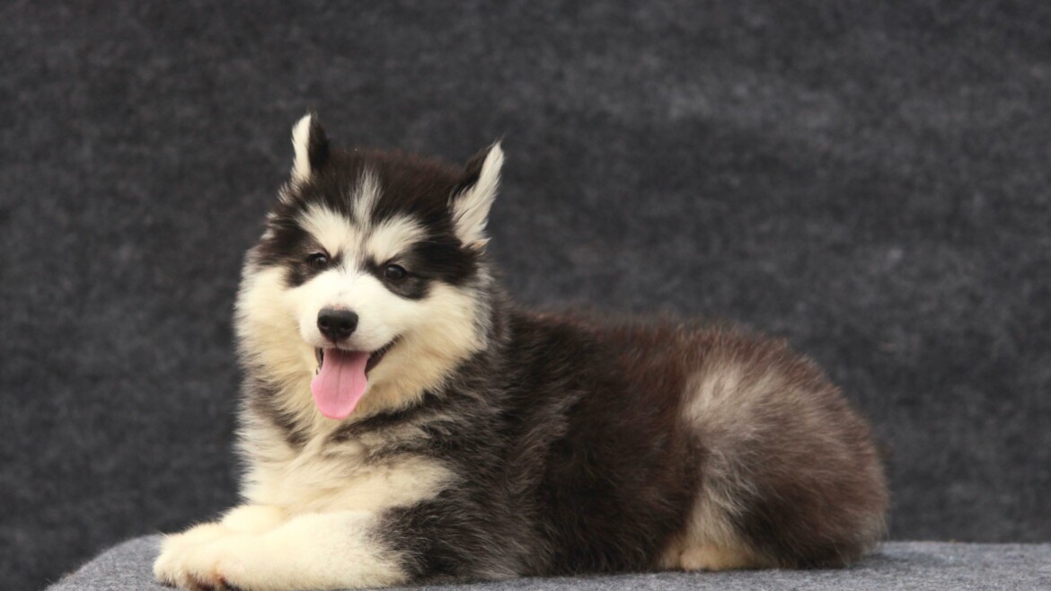 Tips & Tricks to Help Your Siberian Husky Drink More Water in India’s Climate